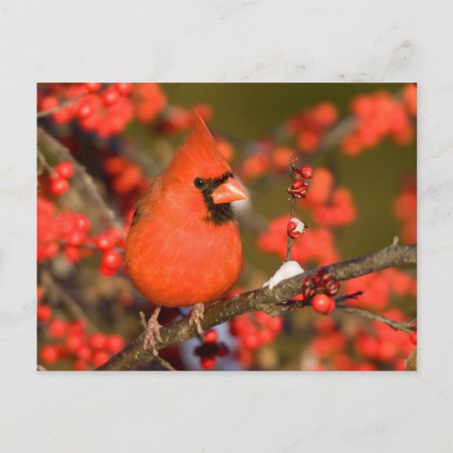 Postal Cardenal Norteño en Winterberry Común (Anverso)