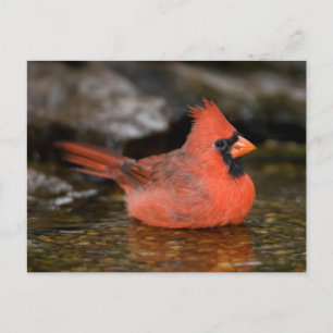 Postal Cardenal norteño macho bañándose