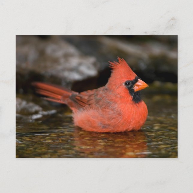 Postal Cardenal norteño macho bañándose (Anverso)