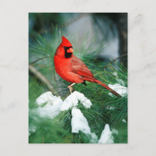 Postal Cardenal norteño macho en árbol, IL