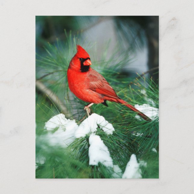 Postal Cardenal norteño macho en árbol, IL (Anverso)