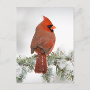 Postal Cardenal norteño macho en Cedro Atlas Azul