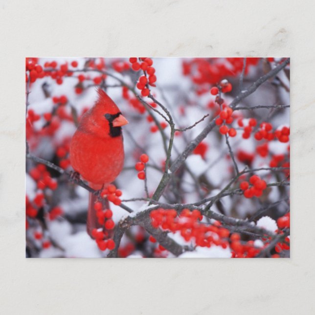 Postal Cardenal norteño macho, Invierno, IL (Anverso)