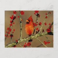 Cardenal norteño macho posado, IL