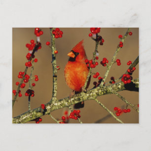 Postal Cardenal norteño macho posado, IL