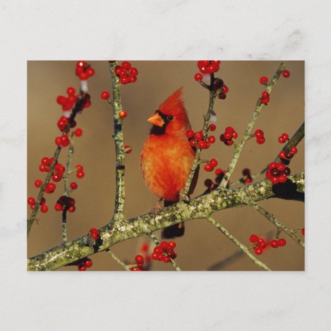 Postal Cardenal norteño macho posado, IL (Anverso)