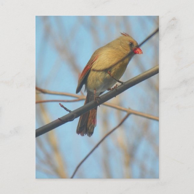 Postal Cardenal/pájaro femenino (Anverso)