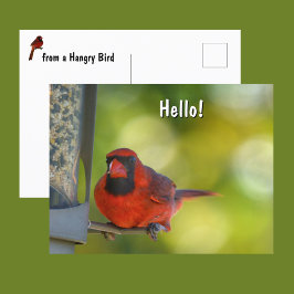 Postal Cardenal rojo en Birdfeeder Hangry Bird