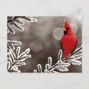 Postal Cardenal rojo en invierno