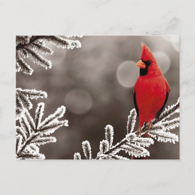 Postal Cardenal rojo en invierno (Anverso)