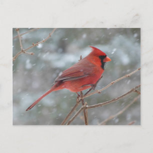 Postal Cardenal rojo en la nieve