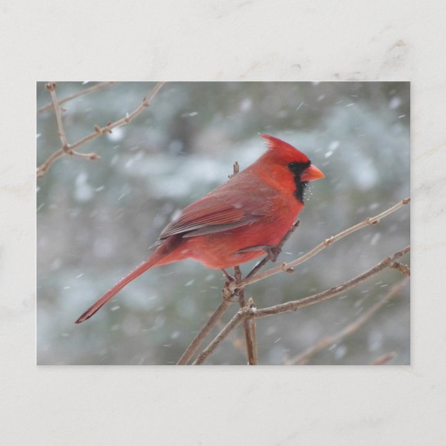 Postal Cardenal rojo en la nieve (Anverso)