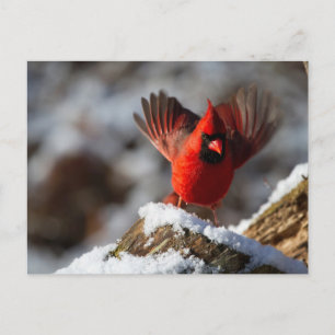 Postal Cardenal rojo en la nieve