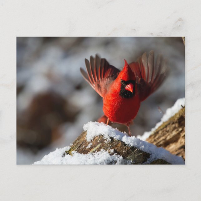 Postal Cardenal rojo en la nieve (Anverso)