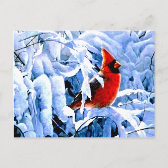 Postal Cardenal rojo en la nieve de invierno (Anverso)