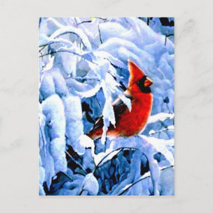 Postal Cardenal rojo en la nieve de invierno