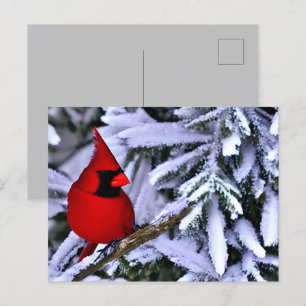 Postal Cardenal rojo invernal