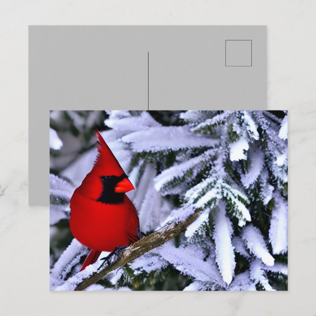Postal Cardenal rojo invernal (Anverso / Reverso)