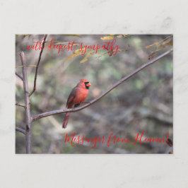 Postal Cardenal rojo mensajero del Heaven Sympathy Postca