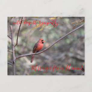 Postal Cardenal rojo mensajero del Heaven Sympathy Postca