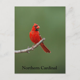 Postal Cardenal septentrional