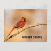 Cardenal septentrional