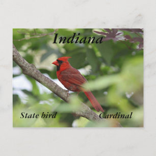 Postal Cardenal septentrional