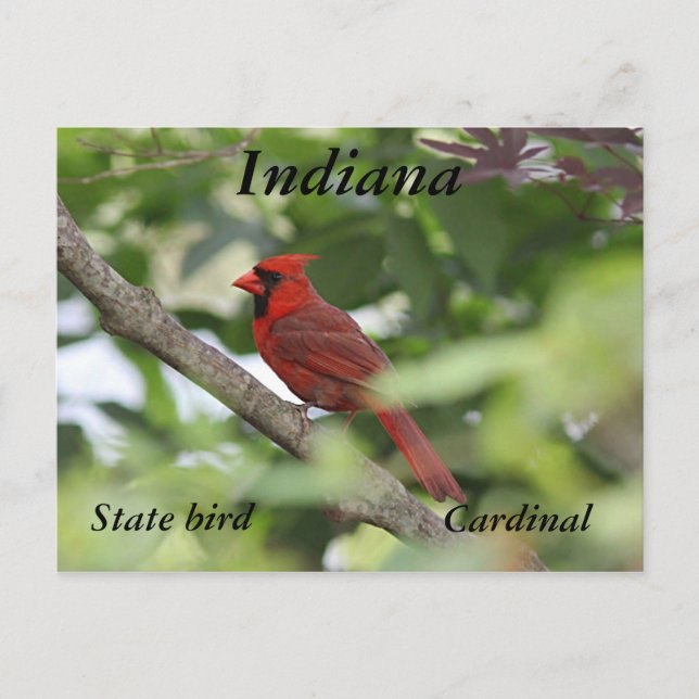 Postal Cardenal septentrional (Anverso)