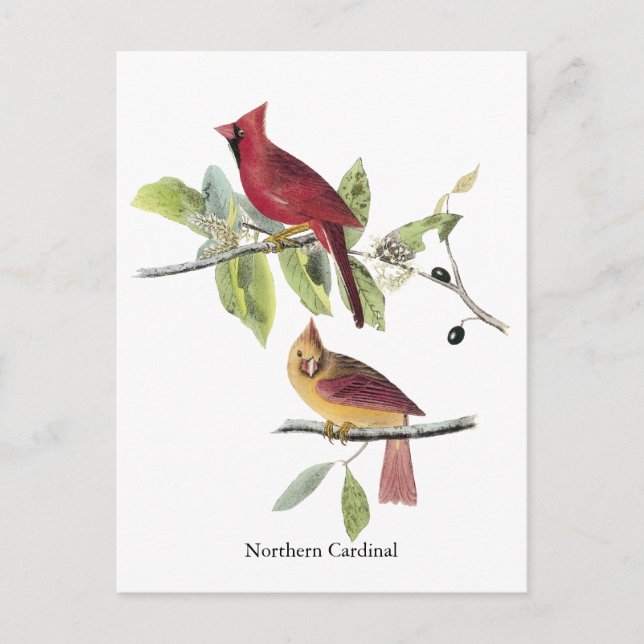 Postal Cardenal septentrional de Audubon (Anverso)
