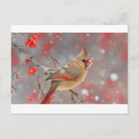 Cardenal septentrional femenino