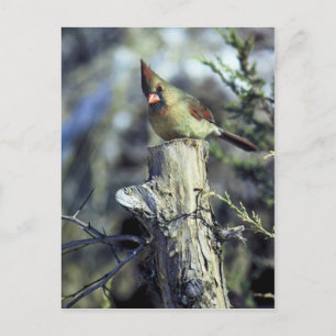 Postal Cardenal septentrional-hembra