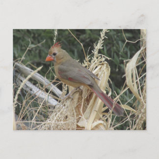 Postal Cardenal septentrional sobre el maíz Tassel