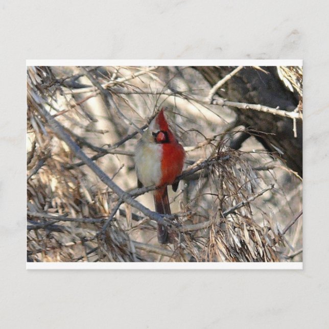 Postal Cardenal silvestre de pájaro mitad macho, mitad he (Anverso)