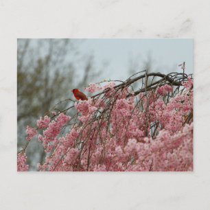 Postal Cardenal sobre un arbol de cerezos que llora