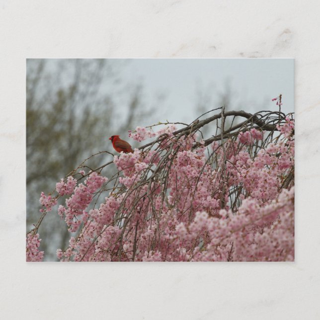 Postal Cardenal sobre un arbol de cerezos que llora (Anverso)