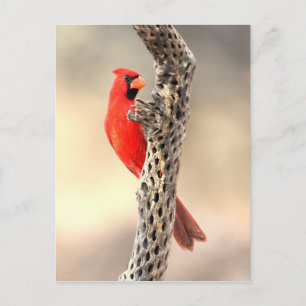 Postal Cardenal sobre una colonia