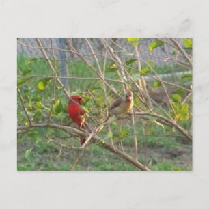 Postal Cardenales