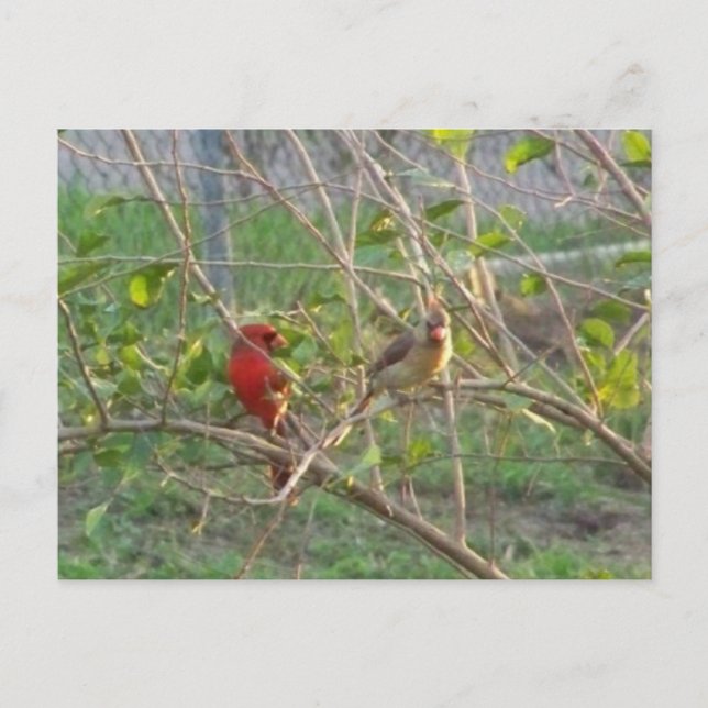 Postal Cardenales (Anverso)