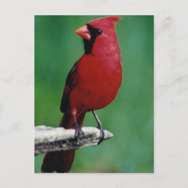 Postal Cardenales del norte (Anverso)