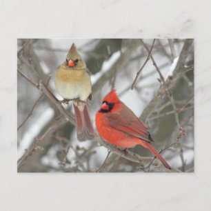 Postal Cardenales del Norte