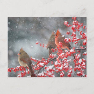 Postal Cardenales del Norte   Marion, Illinois