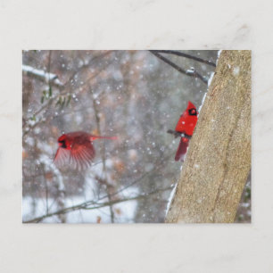 Postal Cardenales en la nieve