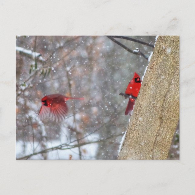 Postal Cardenales en la nieve (Anverso)