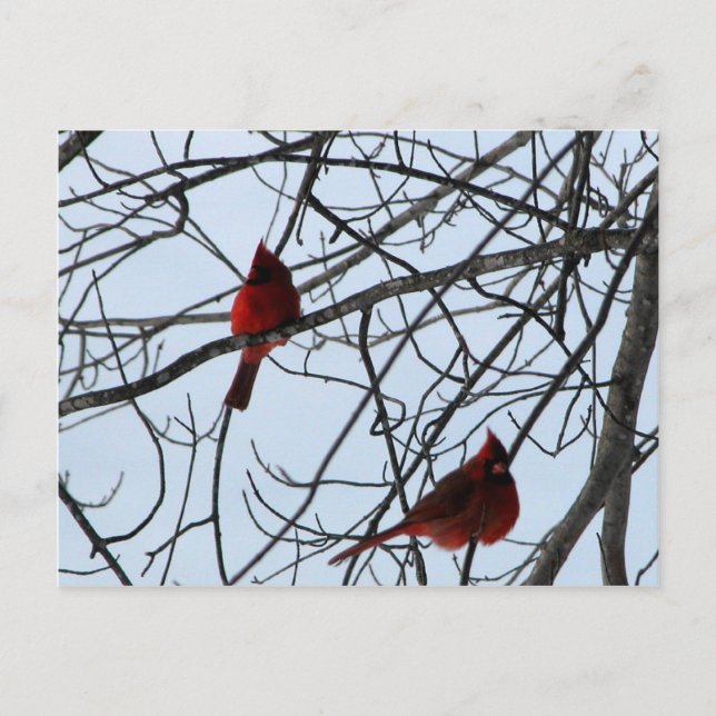 Postal Cardenales en un árbol (Anverso)