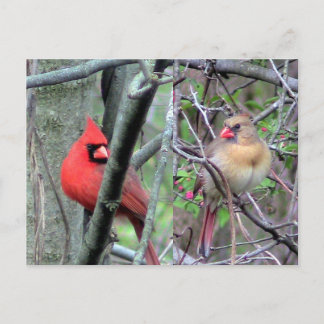 Postal Cardenales ( Primavera )
