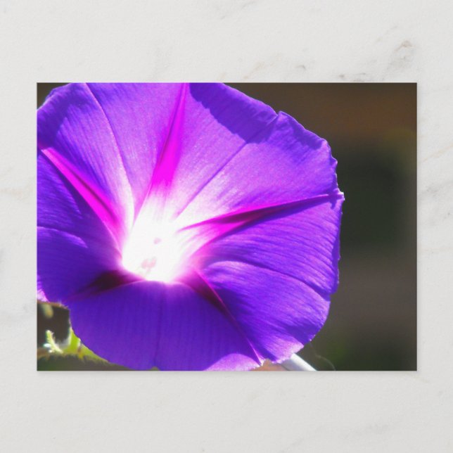 Postal cardíaca brillante (Anverso)