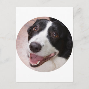 Postal Cardigan Welsh corgi