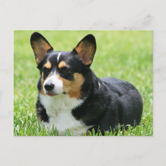 Postal Cardigan Welsh Corgi (Anverso)