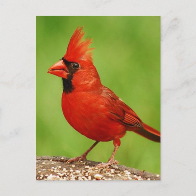 Postal Cardinal (Anverso)