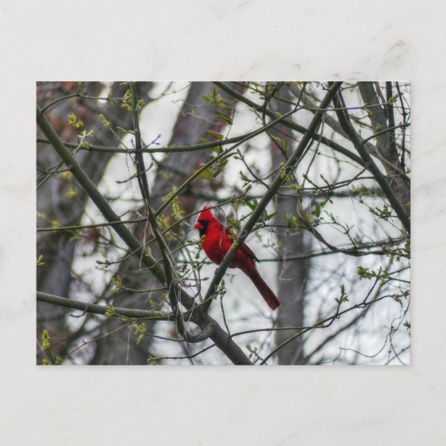 Postal Cardinal (Anverso)